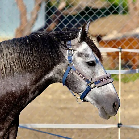 ベッド・アンド・ブレックファスト Les Chevaux De Coeur エステポナ